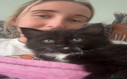 Ragdoll cats for sale: Kitten for sale - Advert 6