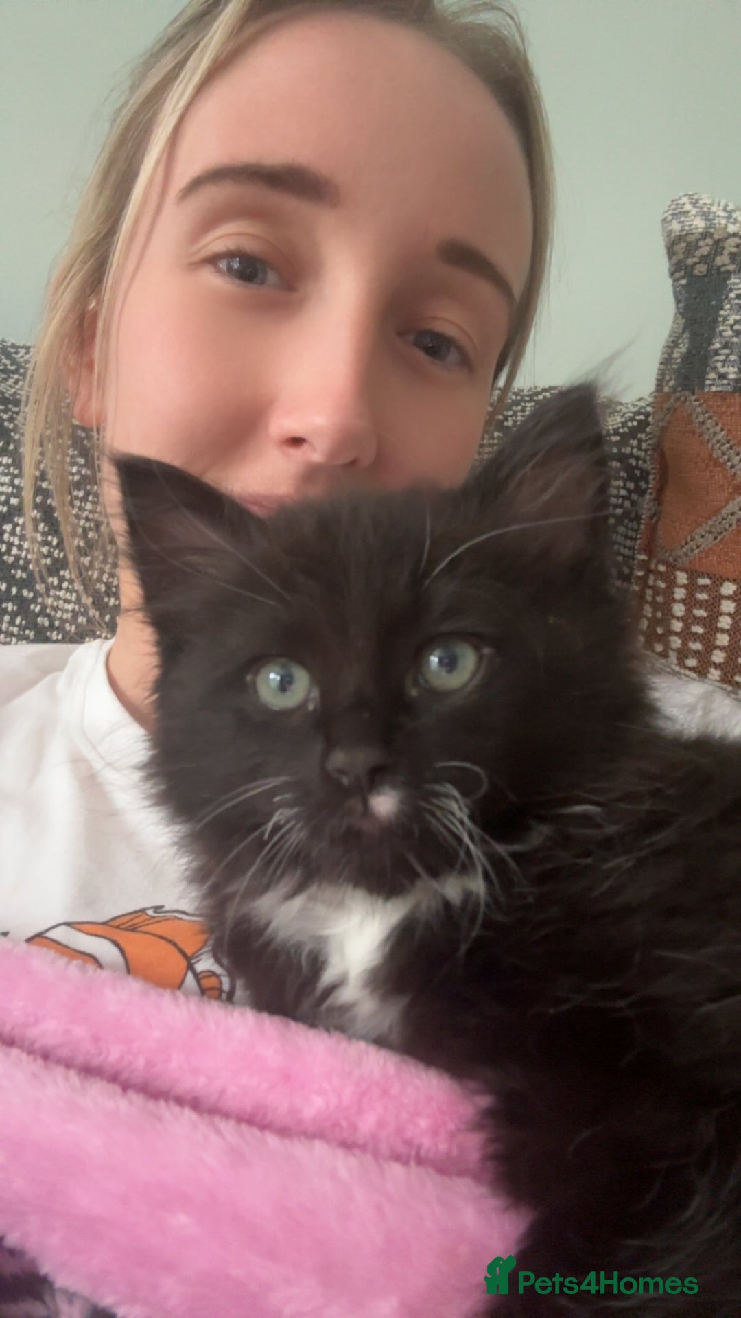 Ragdoll cats for sale: Kitten for sale - Advert 6