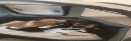 Mixed Breed cats for sale: 3 male kittens  in Northampton - Advert 4