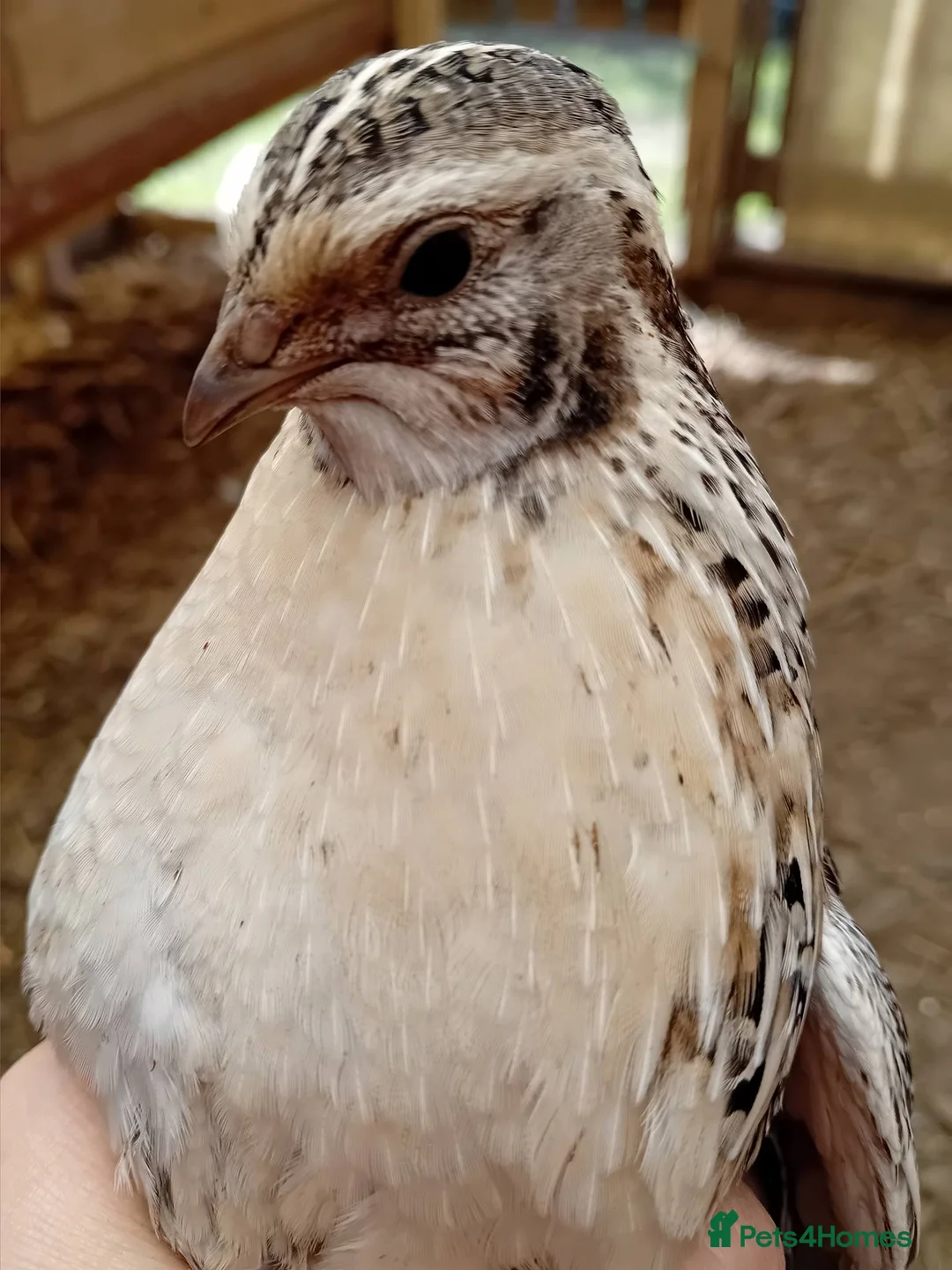 Quail poultry for sale: 6x Beautiful Coturnix Quail Ladies for Sale - Advert 12