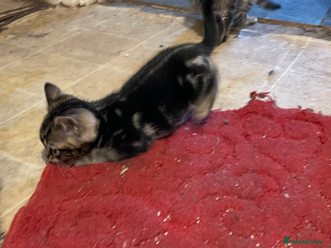 Bengal cats for sale: Bengal x kittens boys  - Advert 12