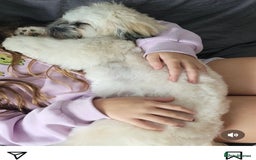 Mixed Breed dogs for sale: Peke’a’tease  - Image 27