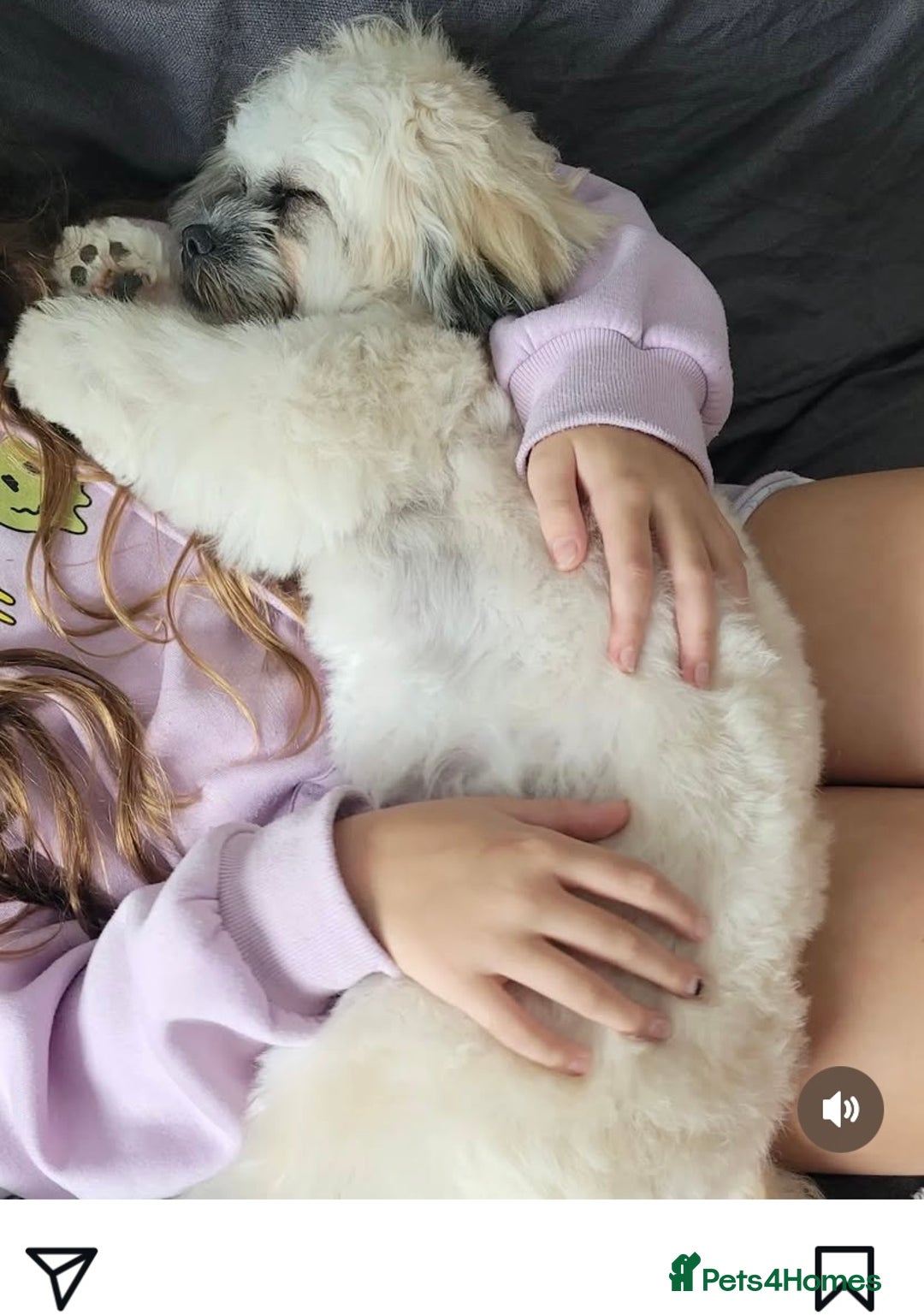 Mixed Breed dogs for sale: Peke’a’tease  - Image 27