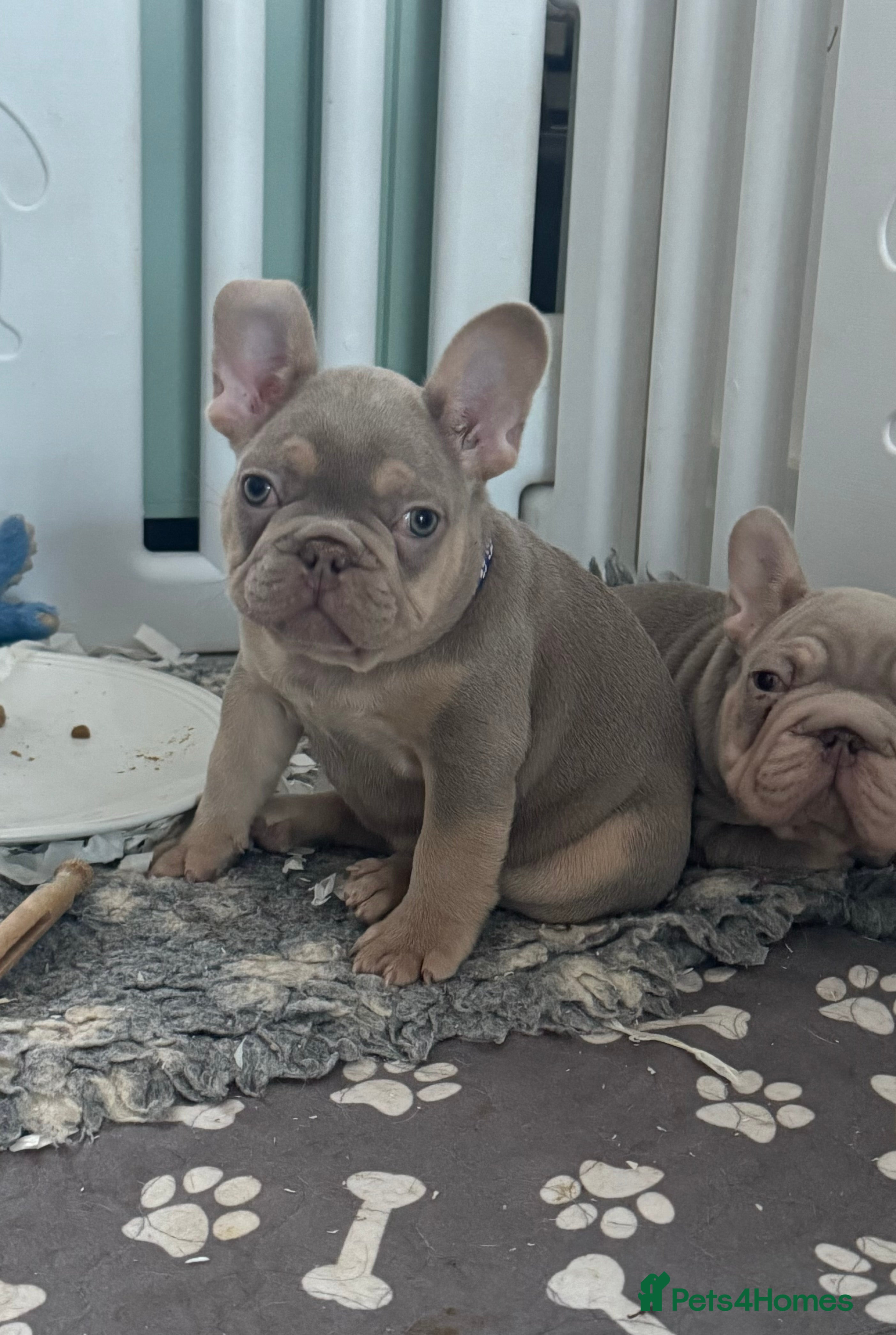 French Bulldog dogs High quality French bulldog puppies  - Advert 2