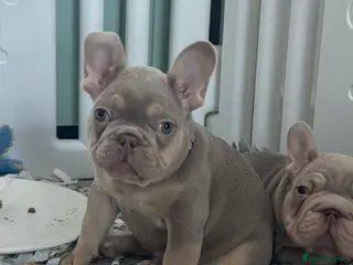 French Bulldog dogs High quality French bulldog puppies - Advert 2