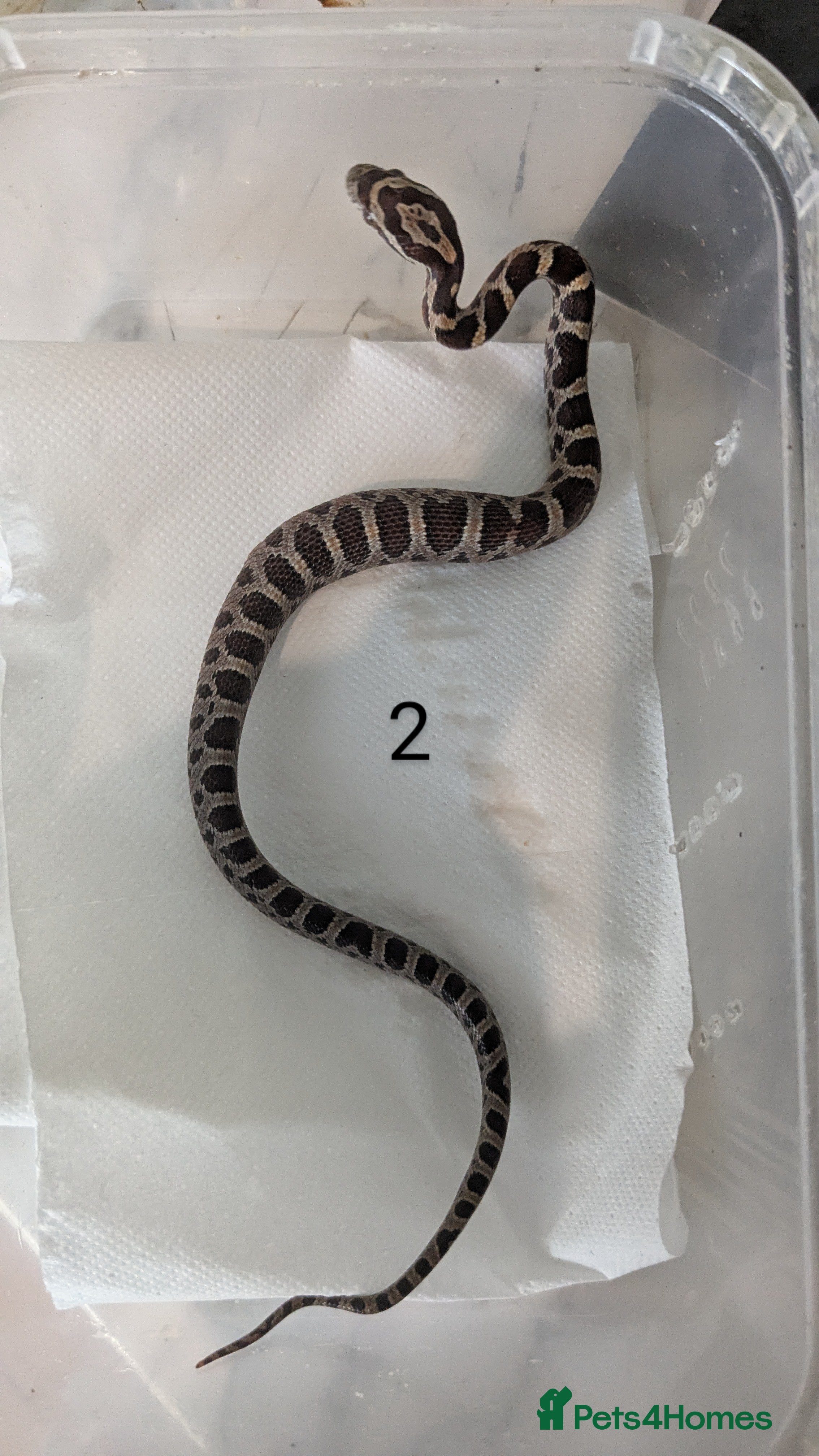 Corn Snake reptiles Baby cornsnakes x2 - Advert 4