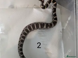 Corn Snake reptiles Baby cornsnakes x2 - Advert 4