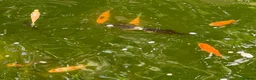 Pond Fish fish for sale: Pond Goldfish in Bedford - Advert 9