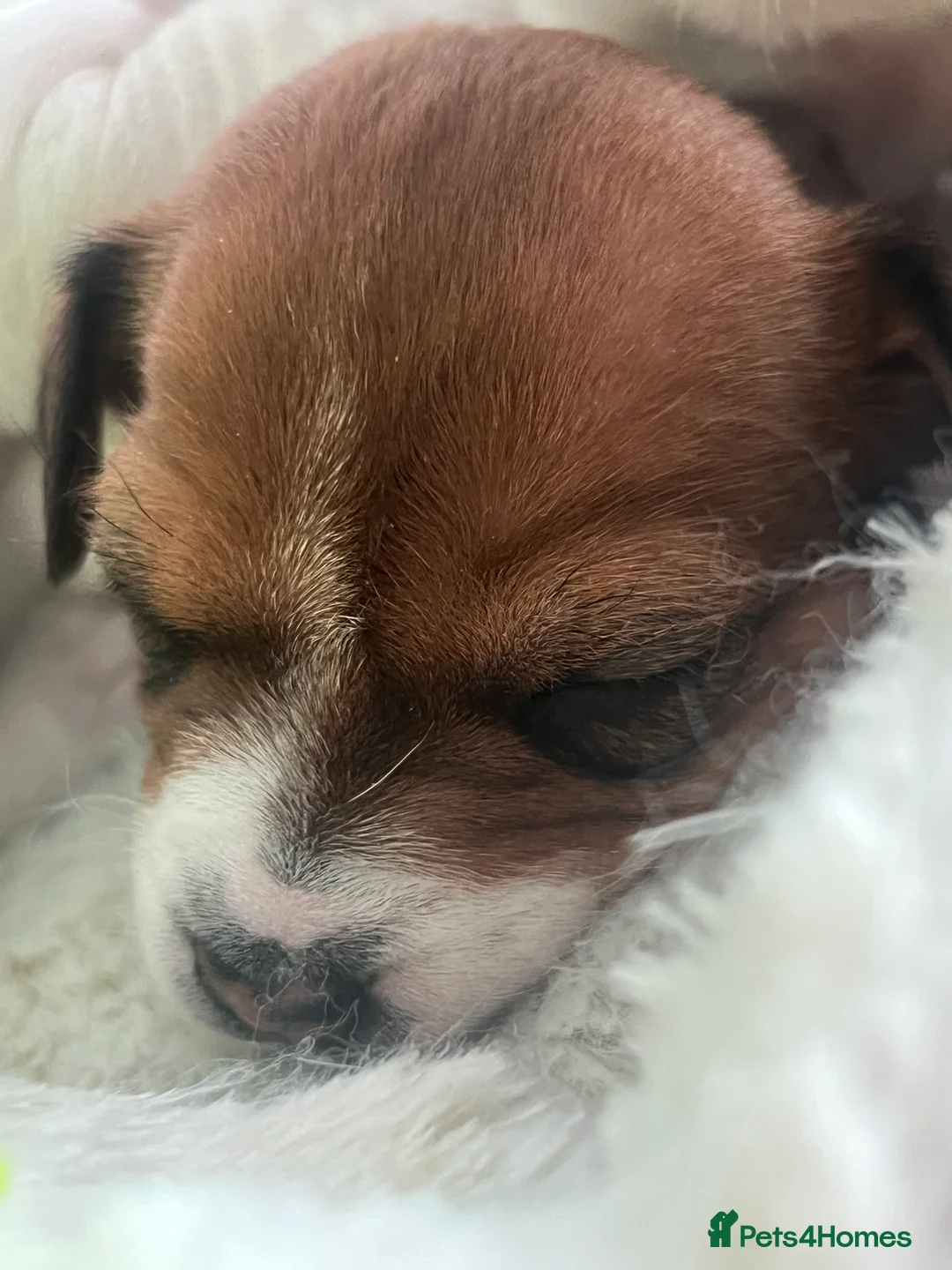 Jack Russell dogs for sale: Stunning Miniature Jack Russell Puppies!!! - Advert 15