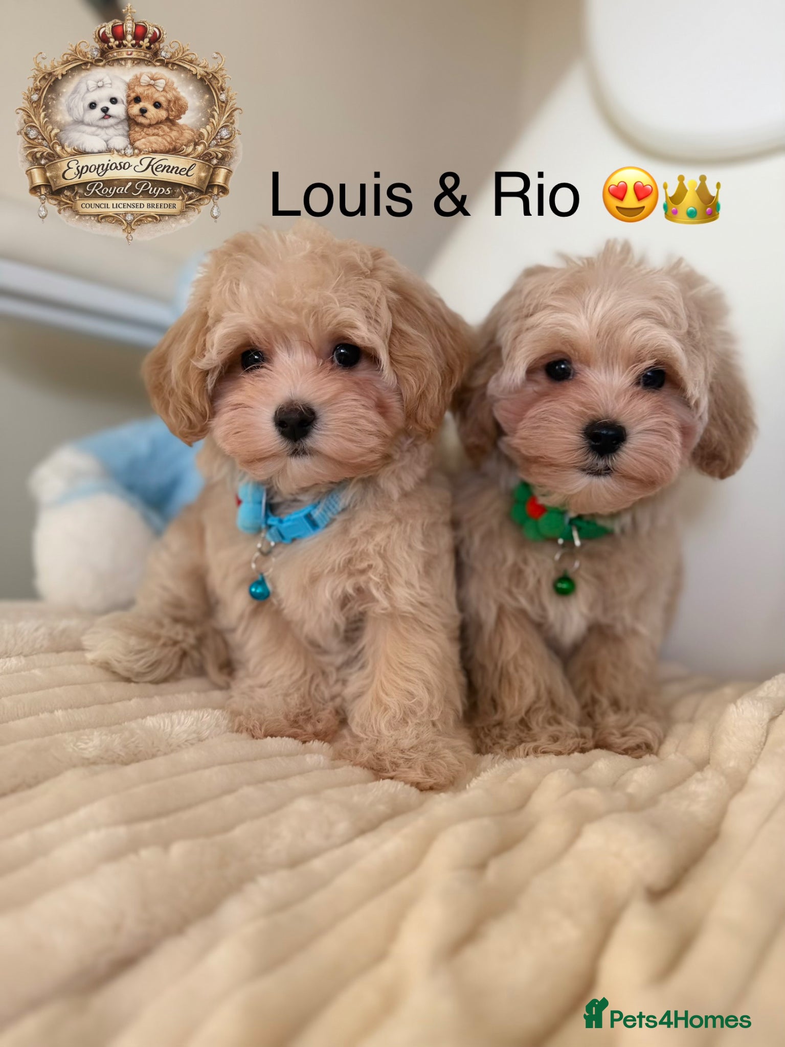 Maltipoo dogs 👑READY NOW Asian Maltipoo Boys Licensed breeder👑 - Advert 13