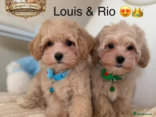 Maltipoo dogs 👑READY NOW Asian Maltipoo Boys Licensed breeder👑 - Advert 13