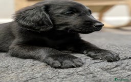 Flat coated Retriever dogs for sale: READY NOW Flat Coated Retriever Puppies - Image 25