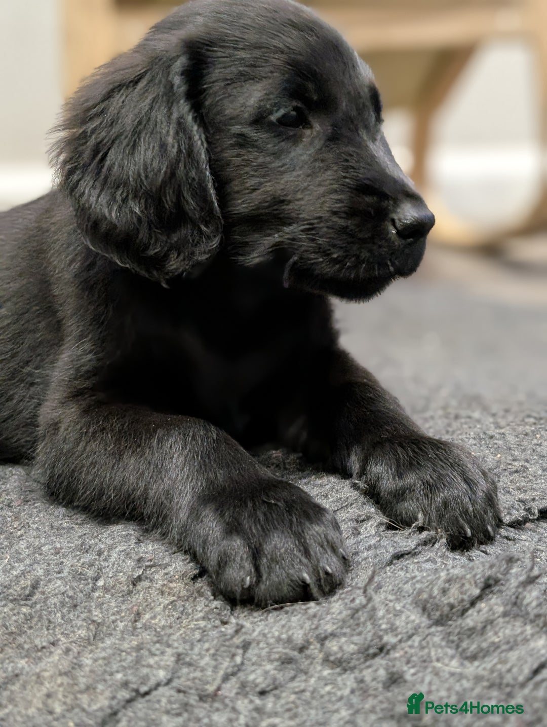 Flat coated Retriever dogs for sale: READY NOW Flat Coated Retriever Puppies - Image 25