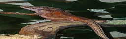 Gecko reptiles for sale: Red gargoyle gecko in Durham - Advert 1