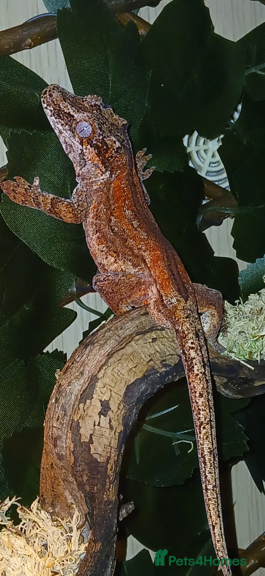 Gecko reptiles for sale: Red gargoyle gecko in Durham - Advert 1