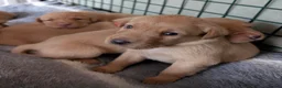 Labrador Retriever dogs for sale: KC registered Fox Red Labrador Puppies - Advert 3