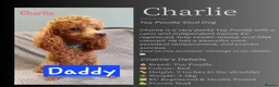 Cockapoo dogs for sale: 🐶 Lovable Teddy Bear red Toy Cockapoo Puppies 🐶  - Advert 18