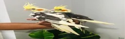 Cockatiels birds for sale: Beautiful hand tamed cockatiels for sale. - Advert 4
