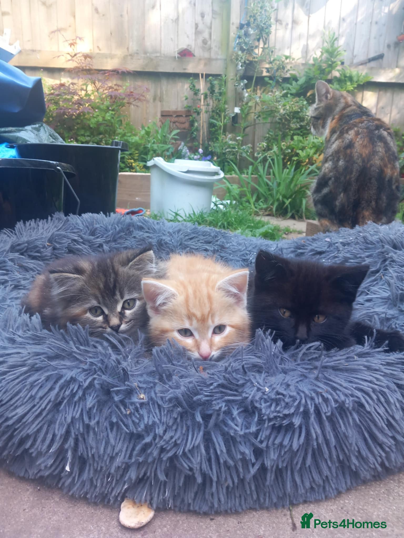 Mixed Breed cats for sale: Beautiful fluffy kittens  - Advert 10