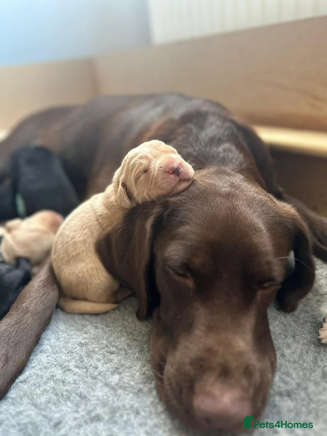 Labrador Retriever dogs for stud: Stunning, well proven KC fox red Lab for stud. in St Albans - Advert 7