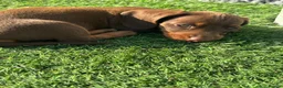 Miniature Dachshund dogs for sale: Miniature dachshund puppies  in Bridgwater - Advert 3