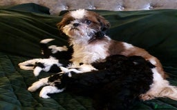 Shihpoo dogs for sale: Outstanding f1 toy shihpoos - Image 9