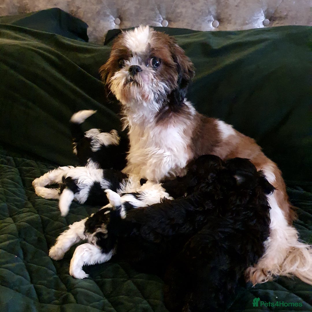 Shihpoo dogs for sale: Outstanding f1 toy shihpoos - Image 9