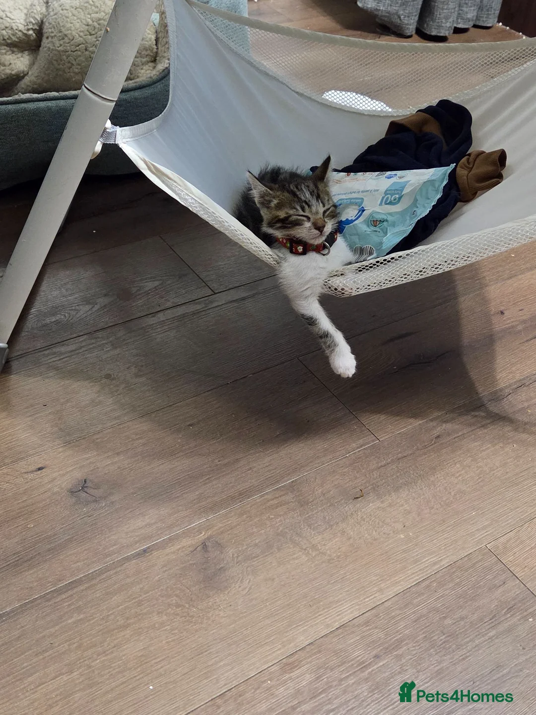 Mixed Breed cats for sale: Kittens in Wigan - Advert 2