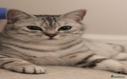 British Shorthair cats for sale: GCCF British Shorthair Silver Kittens - Advert 22