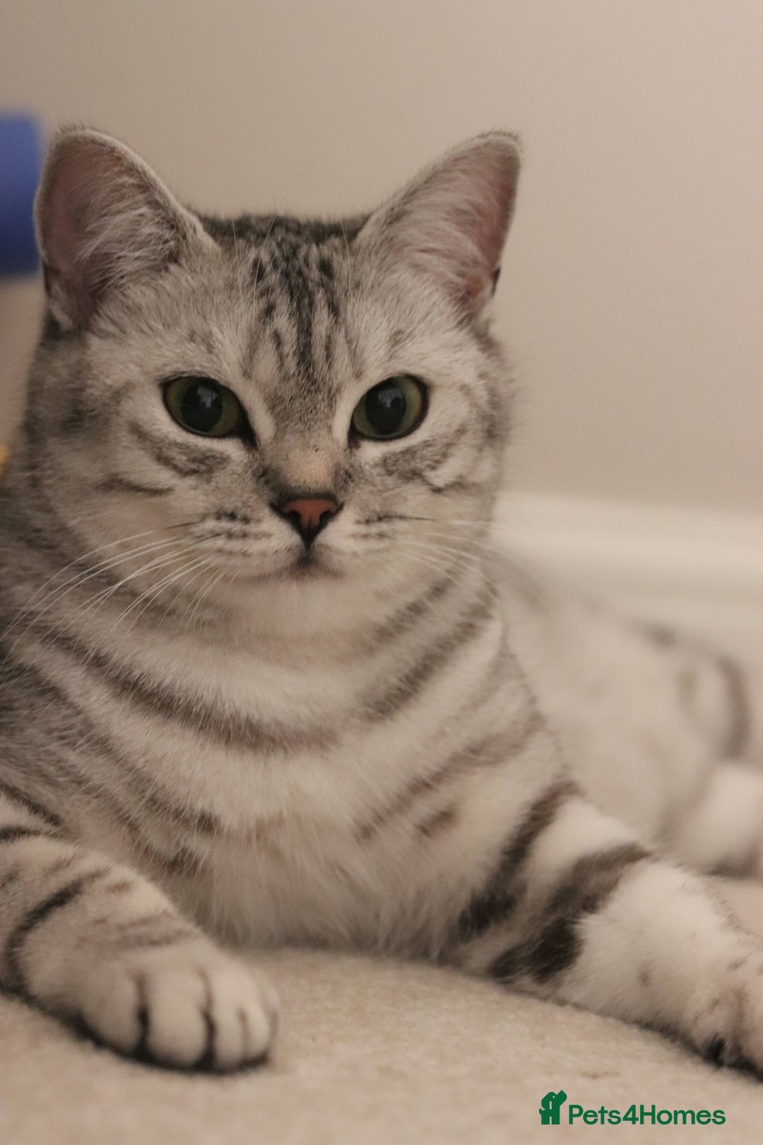 British Shorthair cats for sale: GCCF British Shorthair Silver Kittens - Advert 22