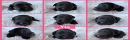 Miniature Schnauzer dogs for sale: BVA/MAC TESTED CLEAR - KC REG 2 BLACK GIRLS - Advert 8