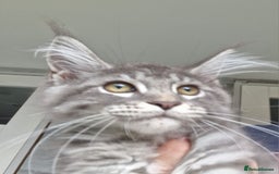Maine Coon cats for sale: Maine coon kittens  - Image 10
