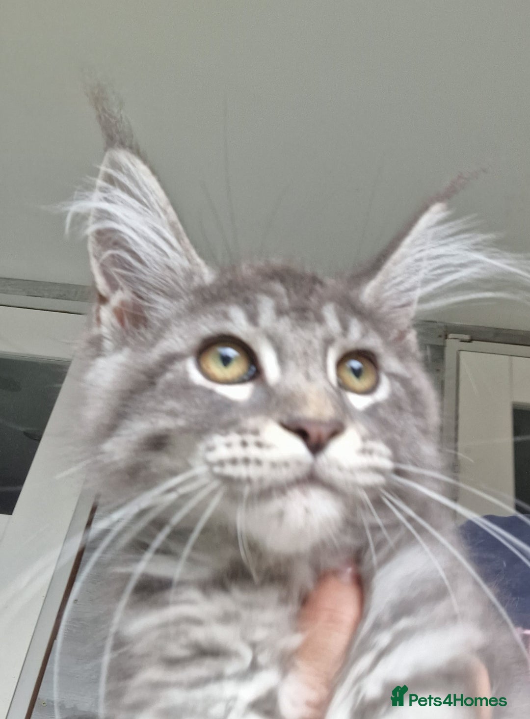 Maine Coon cats for sale: Maine coon kittens  - Image 10