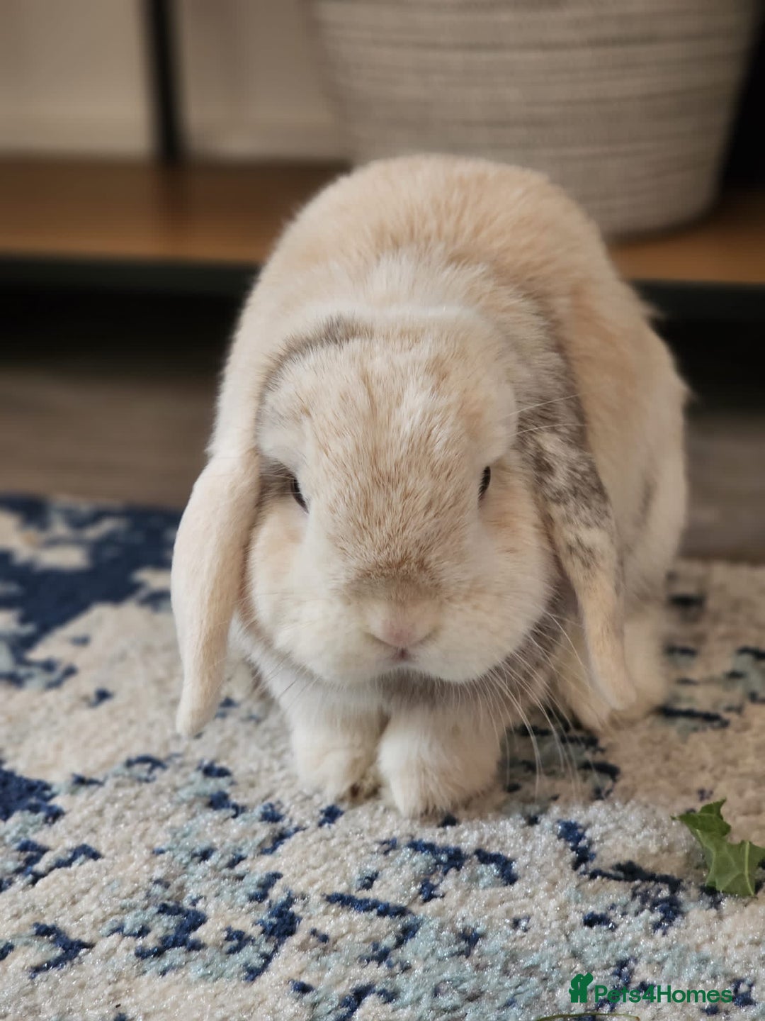 Mini Lion Lop rabbits for sale: 3 loving bonded rabbits for rehoming - Advert 8