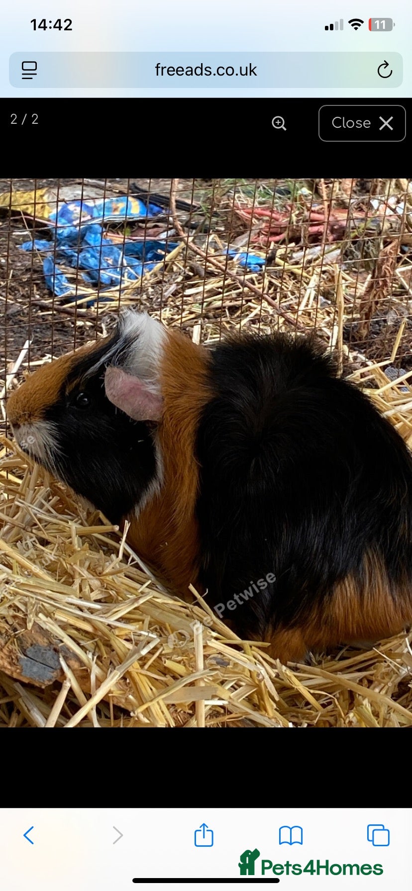 Guinea Pig rodents Two boys for sale  - Advert 7