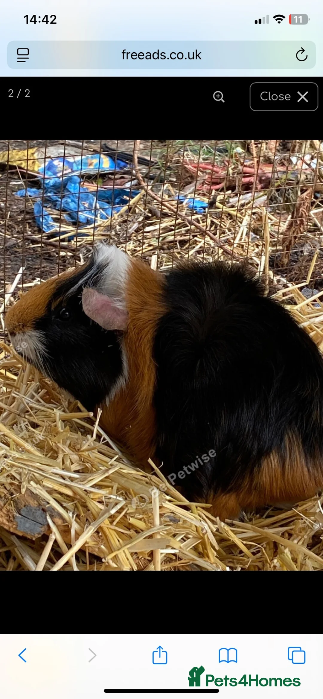 Guinea Pig rodents for sale: Two boys for sale  - Advert 1