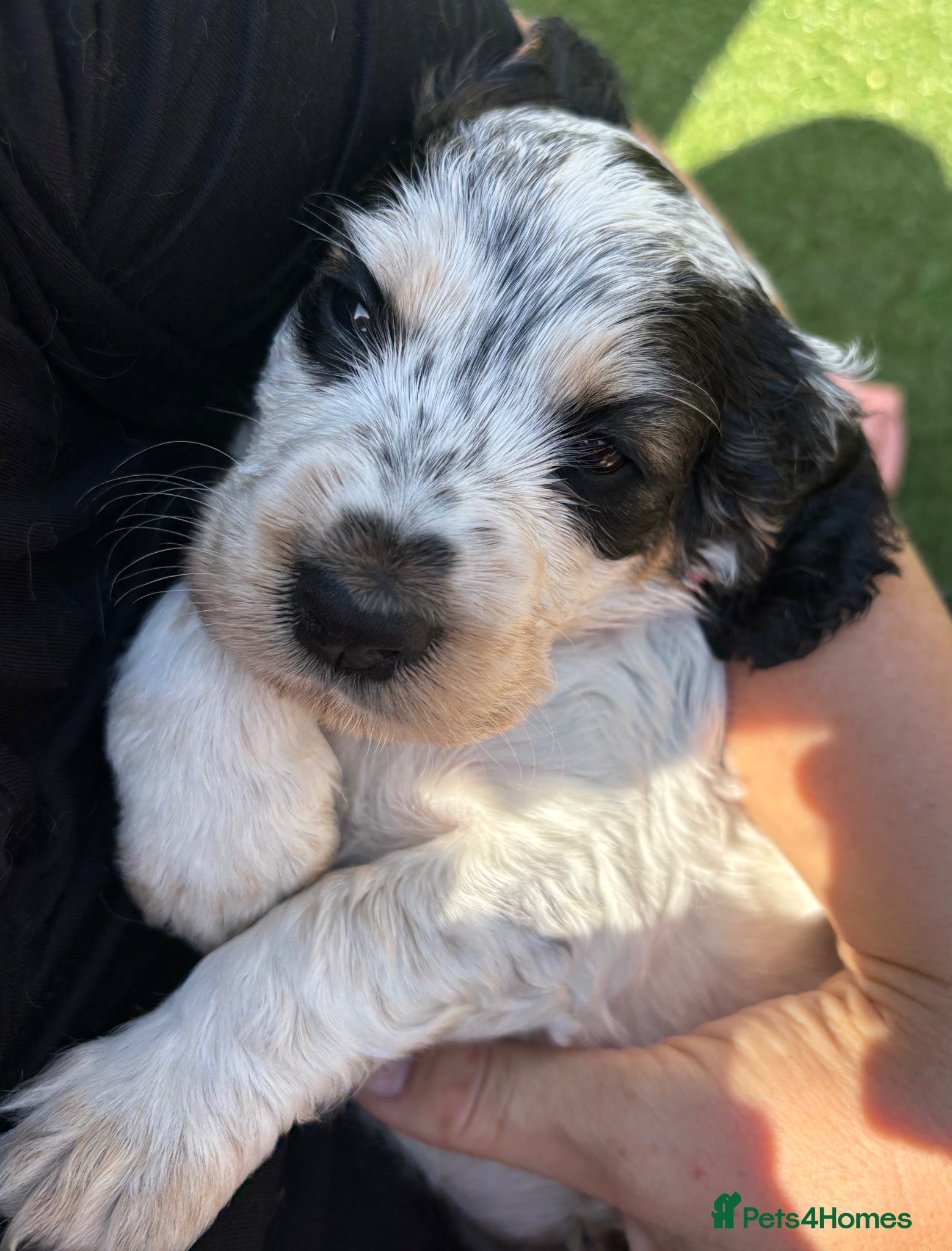 Cocker Spaniel dogs Quality KC babies - extensive health tests clear - Advert 1