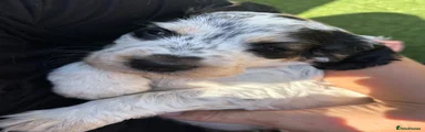 Cocker Spaniel 2