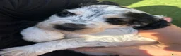 Cocker Spaniel dogs for sale: Quality KC babies - extensive health tests clear - Advert 1