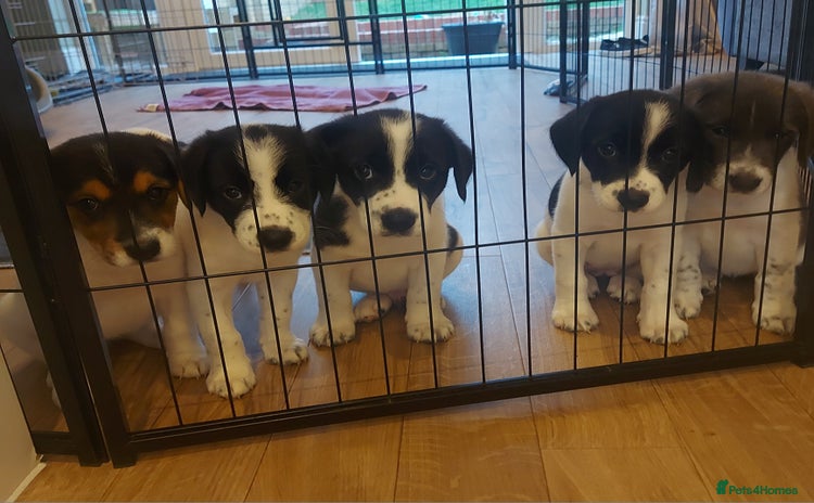 Mixed Breed dogs - Advert 1