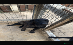 Belgian Shepherd Dog dogs for sale: Belgium mali - Image 1