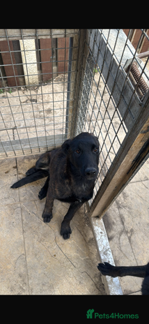 Belgian Shepherd Dog dogs - Advert 9