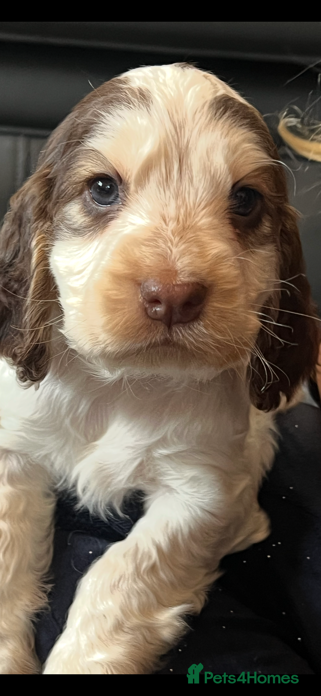 Cocker Spaniel dogs for sale: True show cocker spaniel pups  - Image 20