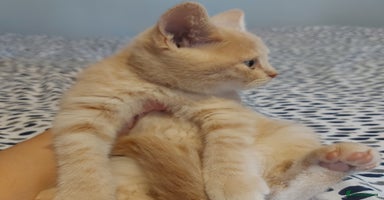British Shorthair cats - Advert 14