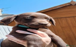 Labrador Retriever dogs for sale: **READY NOW**CHOCOLATE LAB PUPS - Image 10