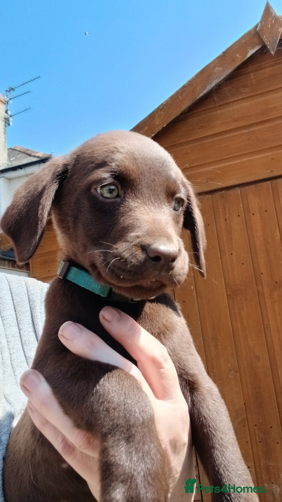 Labrador Retriever dogs for sale: **READY NOW**CHOCOLATE LAB PUPS - Image 10