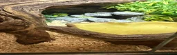Corn Snake reptiles for sale: Corn snake  - Advert 4