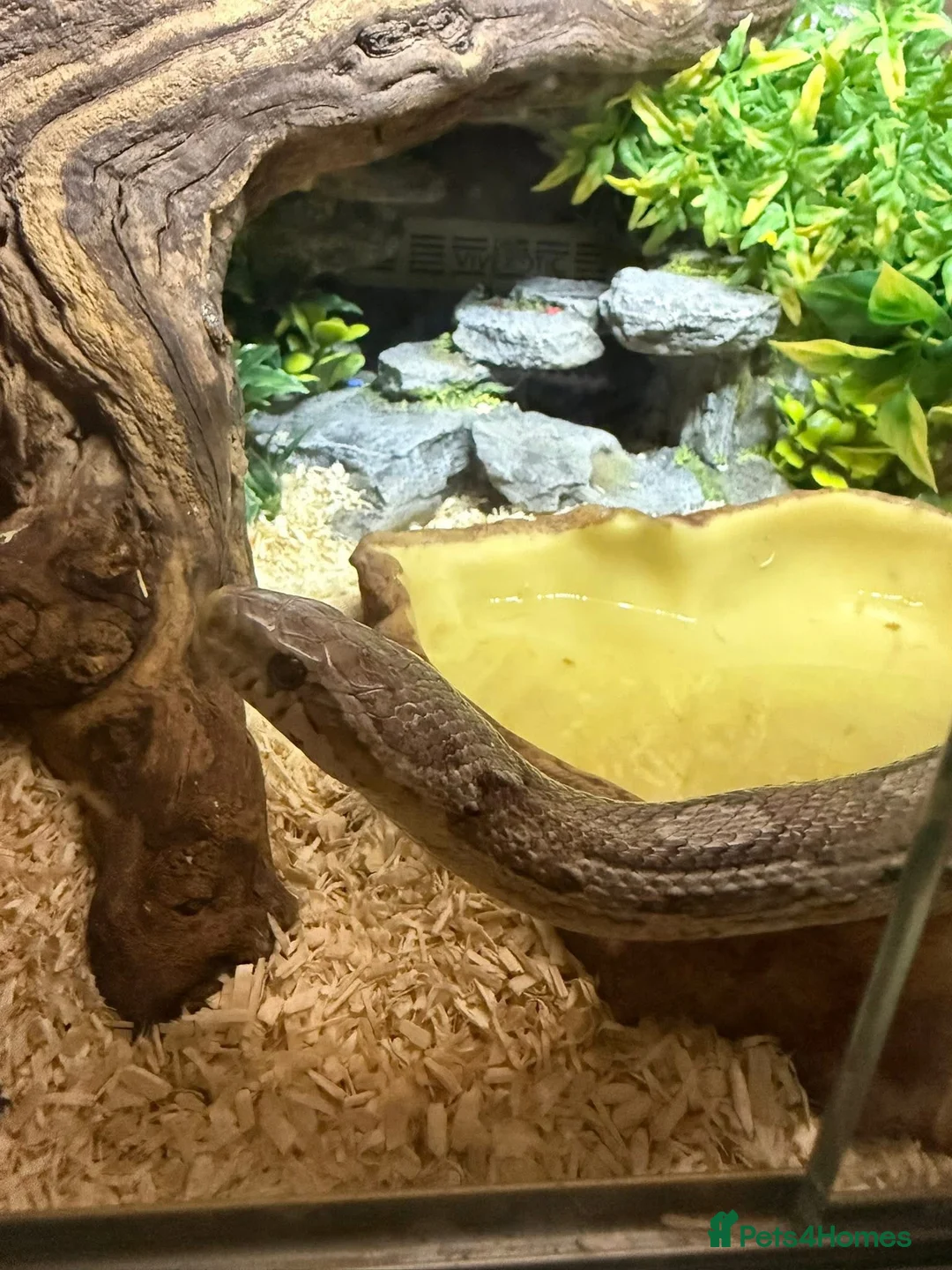 Corn Snake reptiles for sale: Corn snake  - Advert 4