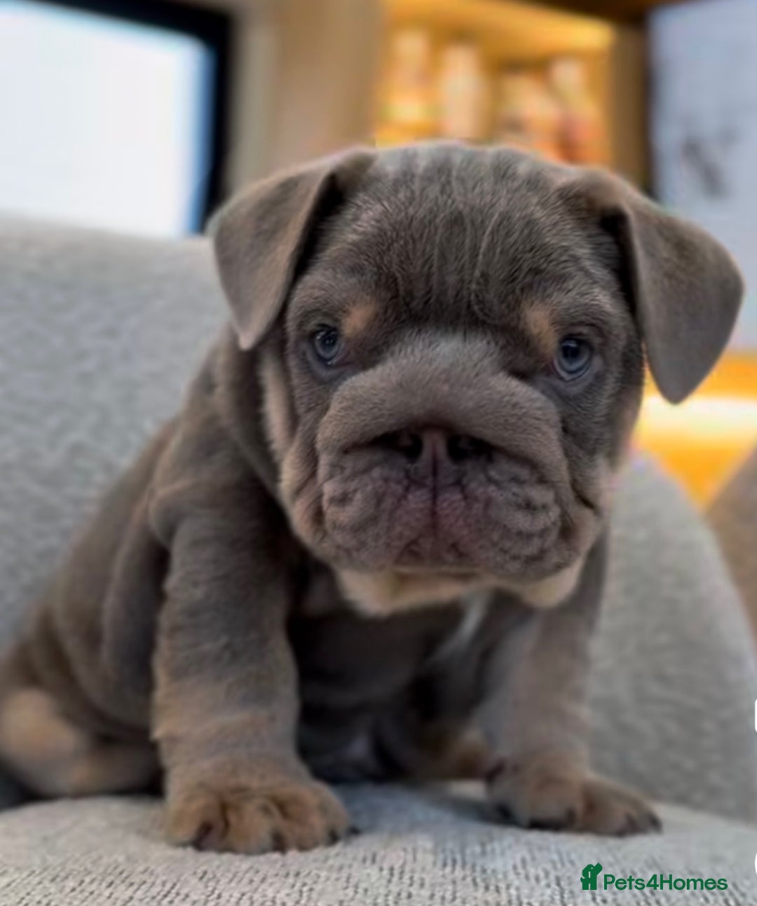 English Bulldog dogs for sale: STUNNING LITTER - Advert 1