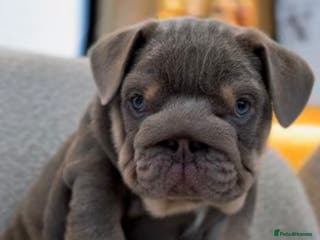 English Bulldog dogs STUNNING LITTER - Advert 2